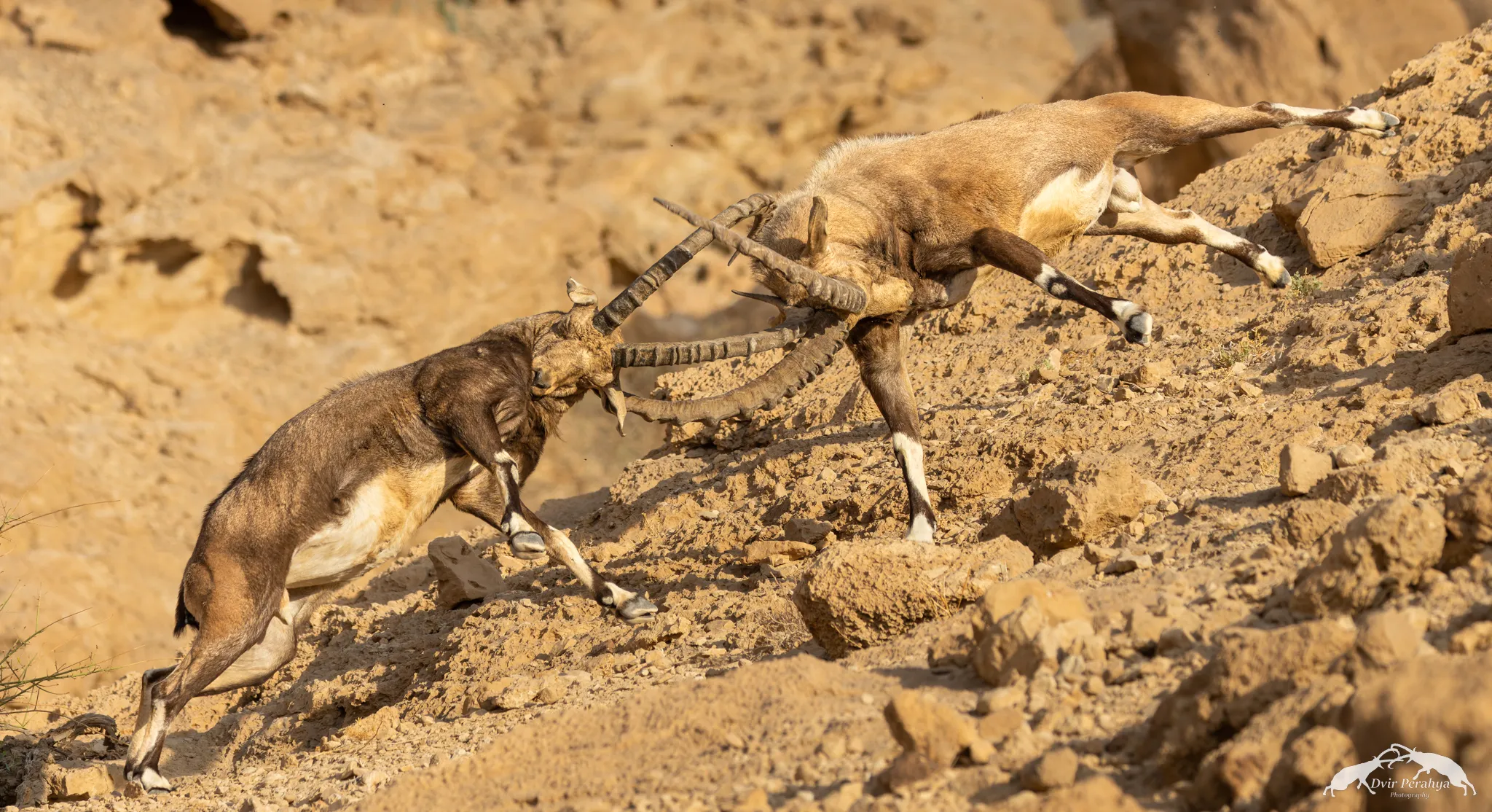 A Nubian Ibex standing on a cliff